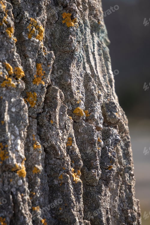 Preview: Close-Up Of The Bark Of A Trunk