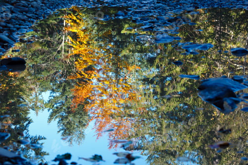 Preview: Autumn Trees Reflection In Rural Dirty Road Puddle. Carpathian Mountains, Ivano-Frankivsk Oblast