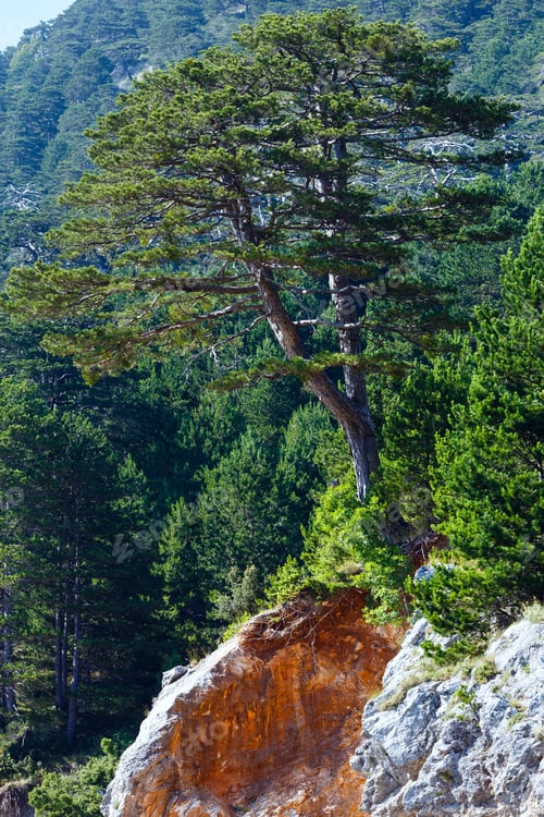 Preview: Summer Llogara Pass View With Pine Trees On Mountainside (Albania)