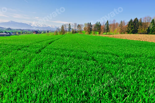 Preview: Pasture On The Background Of Snow-Capped Alps In Switzerland