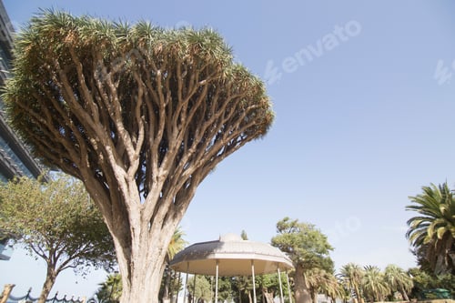 Preview: Dracaena Draco Cadiz Park Spain