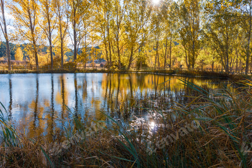 Preview: Gold Colored Leaves In The Autumn Trees Gudar Mountains In Teruel Aragon Spain