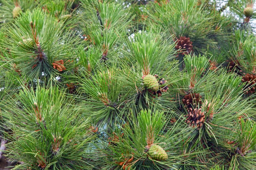 Preview: Twig Of Pine Tree With Cones (Macro)