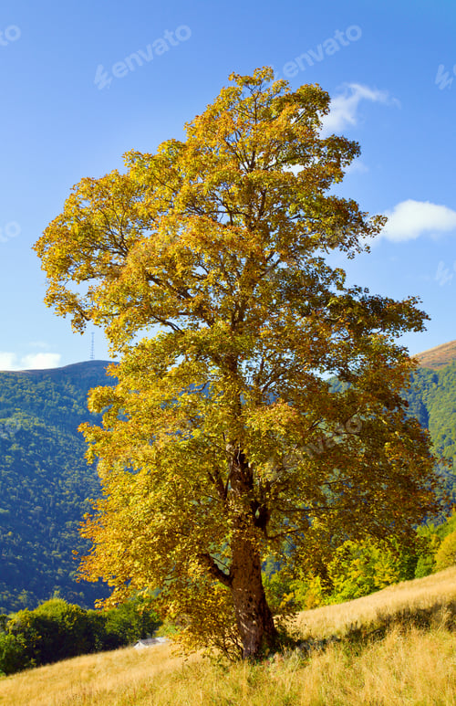 Preview: Big Tree On Autumn Mountain (Carpathian Mountains, Ukraine) Background