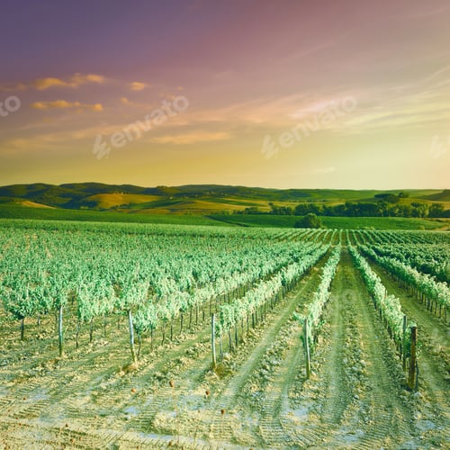 Preview: Hill Of Tuscany With Vineyard In The Chianti Region At Sunset, Vintage Style Toned Picture