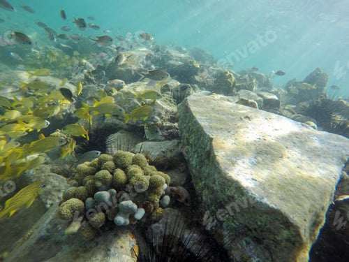 Preview: Underwater Image In Young Island, Saint Vincent And The Grenadines Caribbean Sea