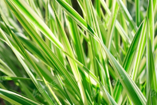 Preview: Spring Striped Green Grass " Carex" (Nature Background)