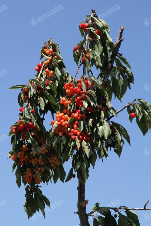 Preview: Cherry Tree
