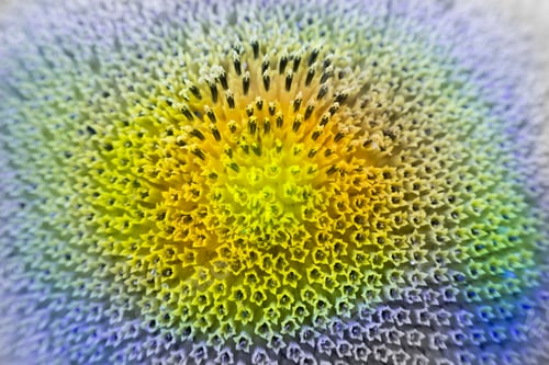 Preview: Abstract And Funky Background Done In Macro Mode