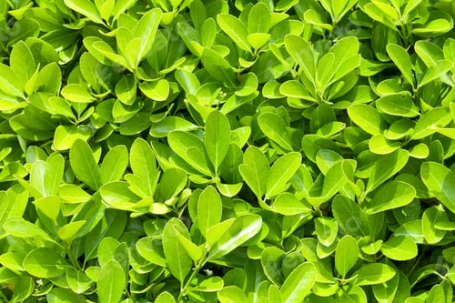 Preview: Green Spring Bush In Park (Nature Background)