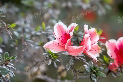 Preview: Vegetation In Terra Nostra Park Furnas Sao Miguel Island Azores Portugal. Azalea Flowers.