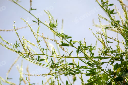 Preview: Vegetation Near The Reservoir In Valbona Teruel Spain In Summertime