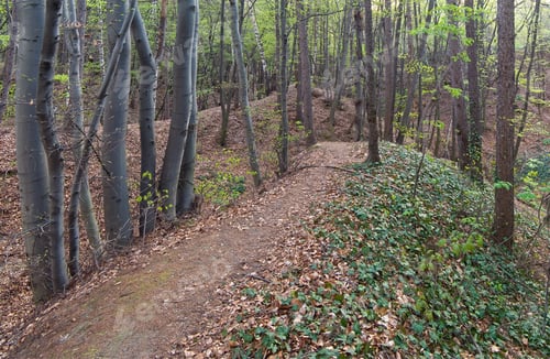 Preview: Bridle-Path In Sprig Beech Forest (Panorama, Four Shots)