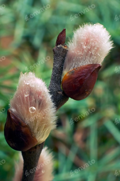 Preview: Spring Willow Wet Twig With Buds On Juniper Bush Background