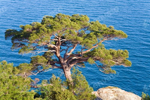Preview: Juniper Tree On Rock On Sea Surface Background ("Novyj Svit" Reserve, Crimea, Ukraine).