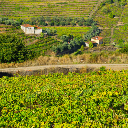 Preview: Extensive Vineyards On The Hills Of Portugal