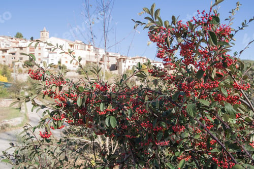 Preview: Autumn In Olba Gudar Mountains Teruel Aragon Spain. Prunus Avium Bush.