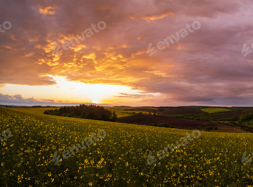 Preview: Spring Rapeseed Yellow Fields, Cloudy Sunset Evening Sky, Rural Hills. Natural Seasonal, Weather