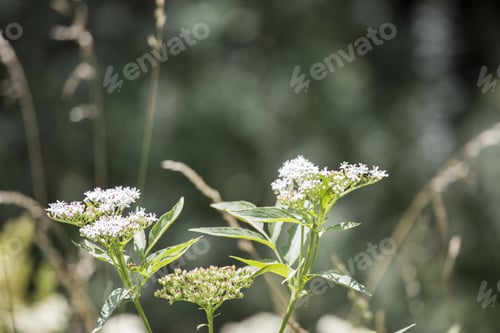 Preview: Wild Nature In Alcala De La Selva Teruel Muntains Aragon Spain