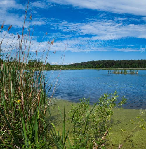 Preview: Summer Plain Lake Overgrown With Bulrushes And Reed