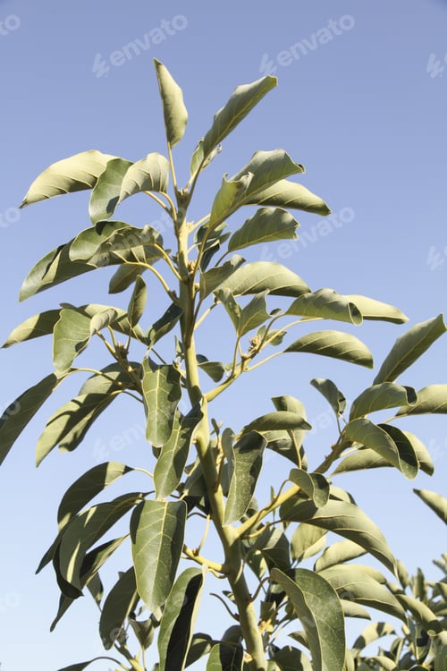 Preview: Avocado Plantation Valencia Spain Branch Detail