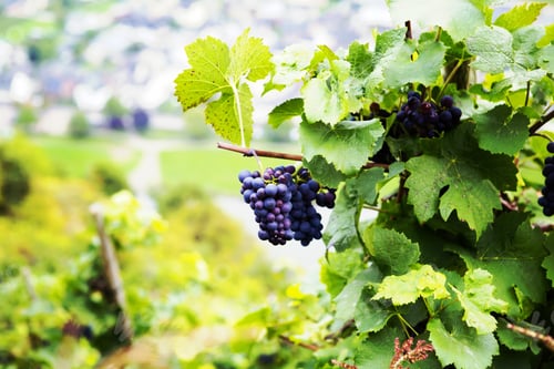 Preview: An Image Of A Ready Grapes In The Bush In The Hills Of Mosel River In Germany. Image Has A Vintage