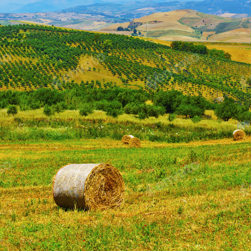 Preview: Harvested Wheat Field And Olive Groves On The Hills In Sicily