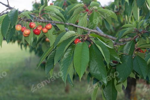 Preview: Cherry Tree Plantation Valbona Teruel Spain