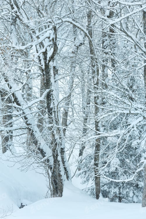 Preview: Dull Day Snowfall In Winter Mountain Misty Snowy Forest