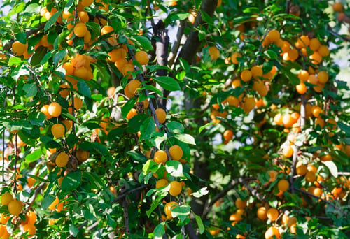 Preview: Branches With Yellow Cherry Plum Fruit