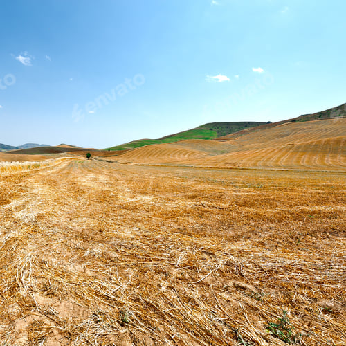 Preview: Stubble Fields On The Hills Of Sicily