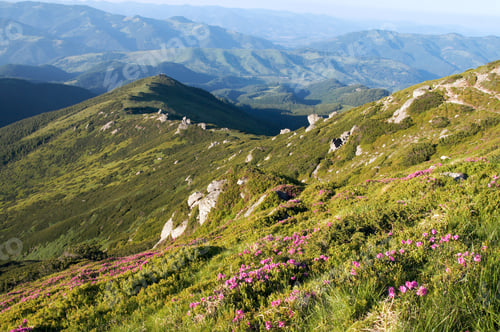 Preview: Pink Rhododendron Flowers On Summer Mountainside