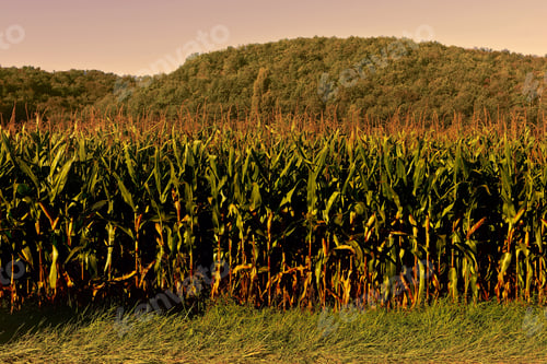 Preview: Plantation Of Corn In The French Limousen, Vintage Style Toned Picture