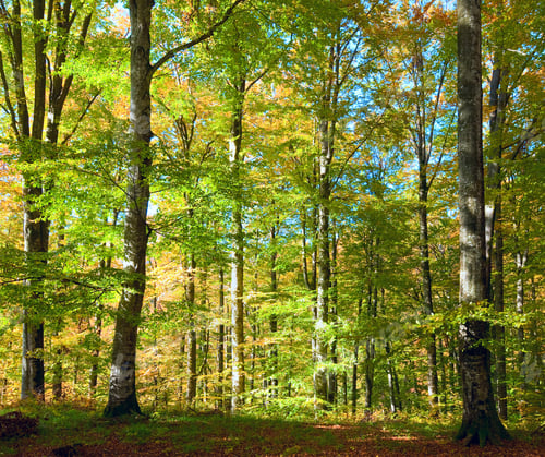 Preview: First Autumn Yellow Foliage In Sunny Beech Forest