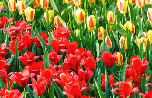 Preview: Beautiful Red And Yellow-Red Tulips Close-Up (Nature Spring Background).