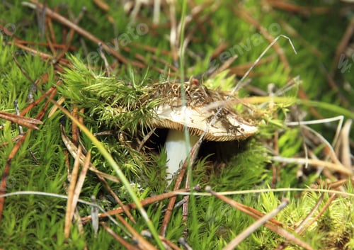 Preview: Wild Mushroom Gudar Mountains Teruel Aragon Spain