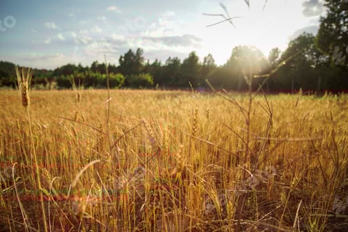 Preview: Wheat Field. Ears Of Golden Wheat. Beautiful Sunset Landscape. Background Of Ripening Ears. Teruel