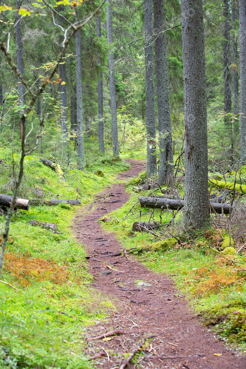 Preview: Path In The Finnish Forest During Autumn Day. Slippery Walkway With Stones And Tree Roots.