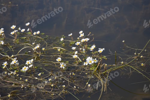 Preview: Flooded Rice Paddy Sueca Valencia Province Spain. La Albufera Nature Reserve In Wintertime.