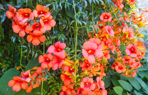 Preview: Bush With Red Flowers Closeup.