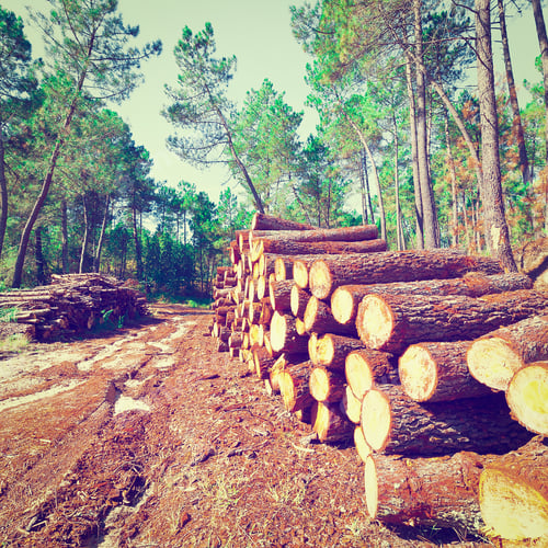 Preview: Logging In The Forest, Portugal, Instagram Effect