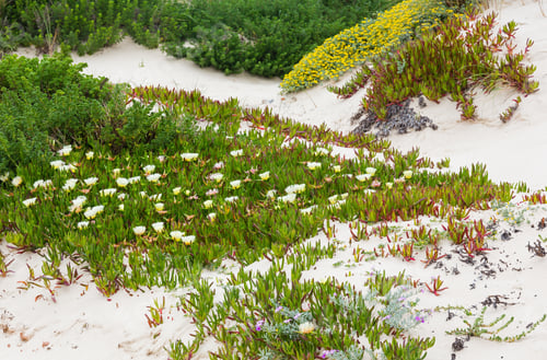 Preview: Carpobrotus Plant (Known As Pigface, Ice Plant) With White Large Daisy-Like Flowers On Sandy Hill.