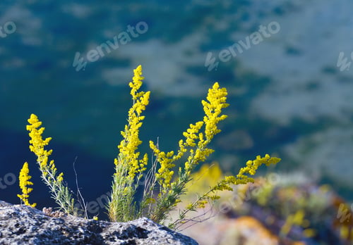 Preview: Plant With Small Flowers On Summer Sea Background