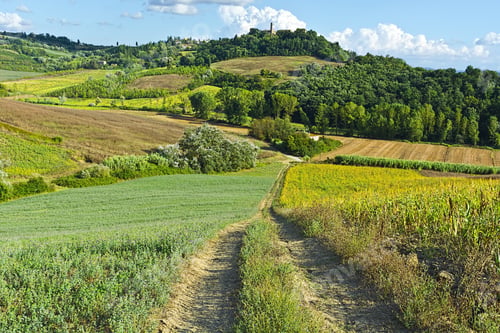 Preview: Plantation Of Corn And Autumn Fields In Italy