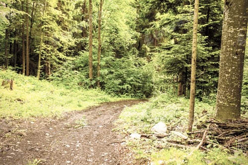 Preview: Footpath In Dense Forest In The Austrian Alps, Rainy Day. Vintage Style