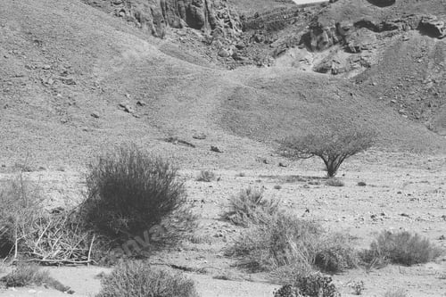 Preview: Life In A Lifeless Infinity Of The Negev Desert In Israel. Breathtaking Landscape And Nature Of The