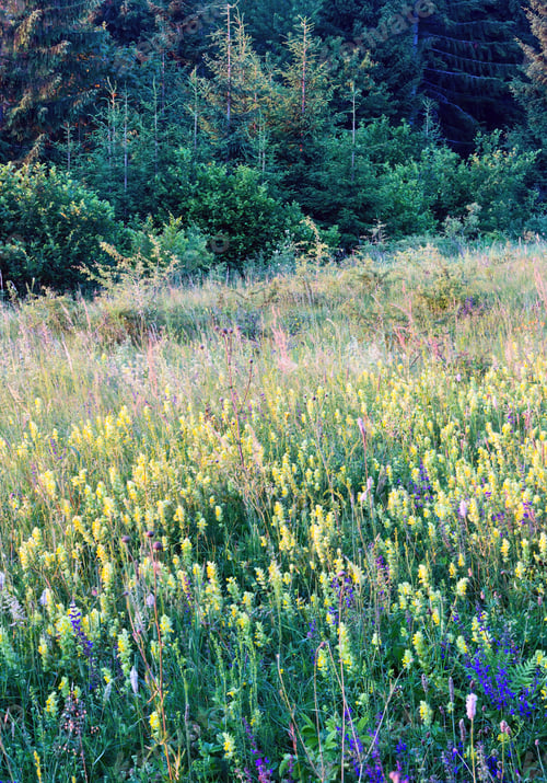 Preview: Beautiful Summer Sunset Wildflowers On Mountain Glade