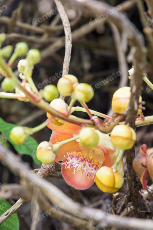 Preview: Detail Of Tropical Plant