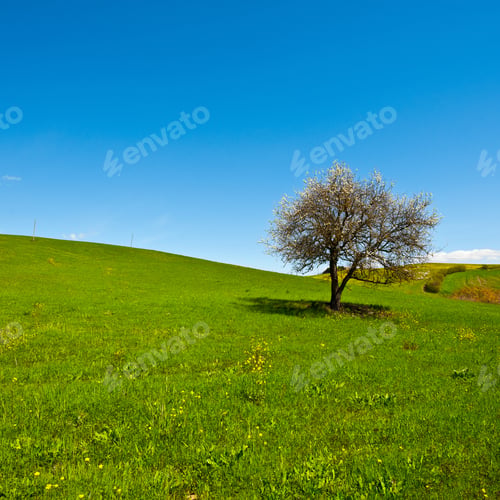 Preview: Flowering Tree Surrounded By Sloping Meadows Of Tuscany