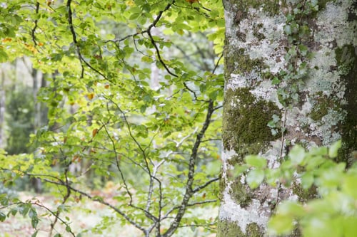 Preview: St James Way In Roncesvalles Pyrenees Mountains Navarre Spain